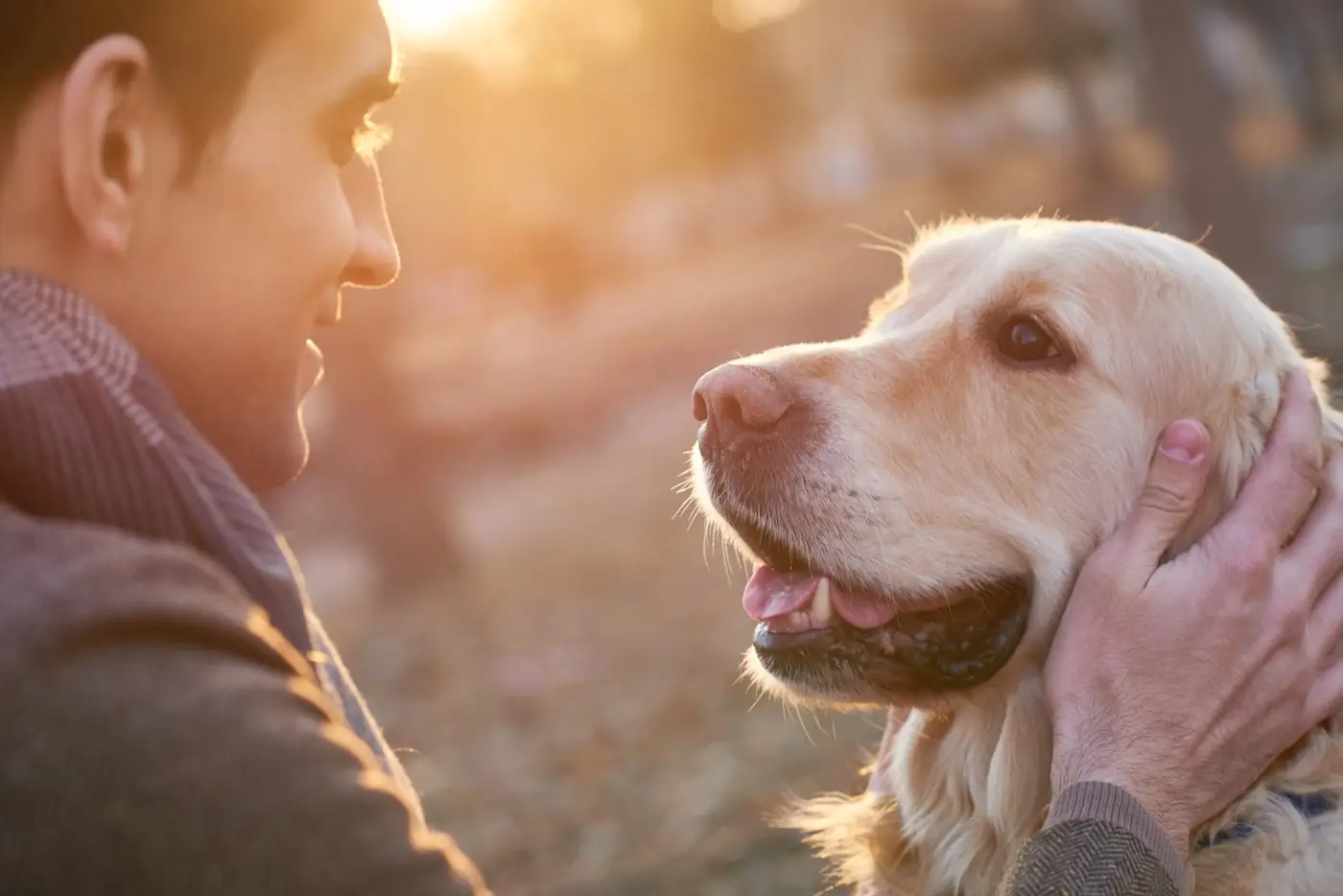 Sortie en forêt : attention aux champignons toxiques pour votre chien !