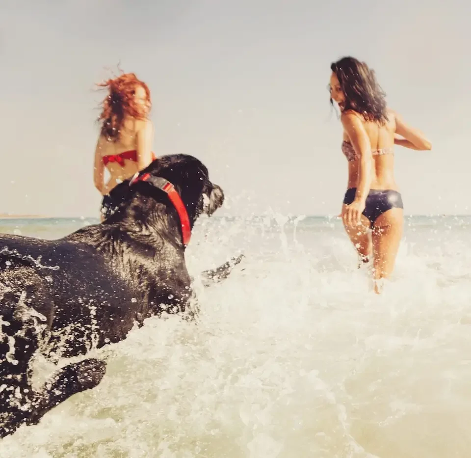 À quoi jouer sur la plage avec son chien cet été ?