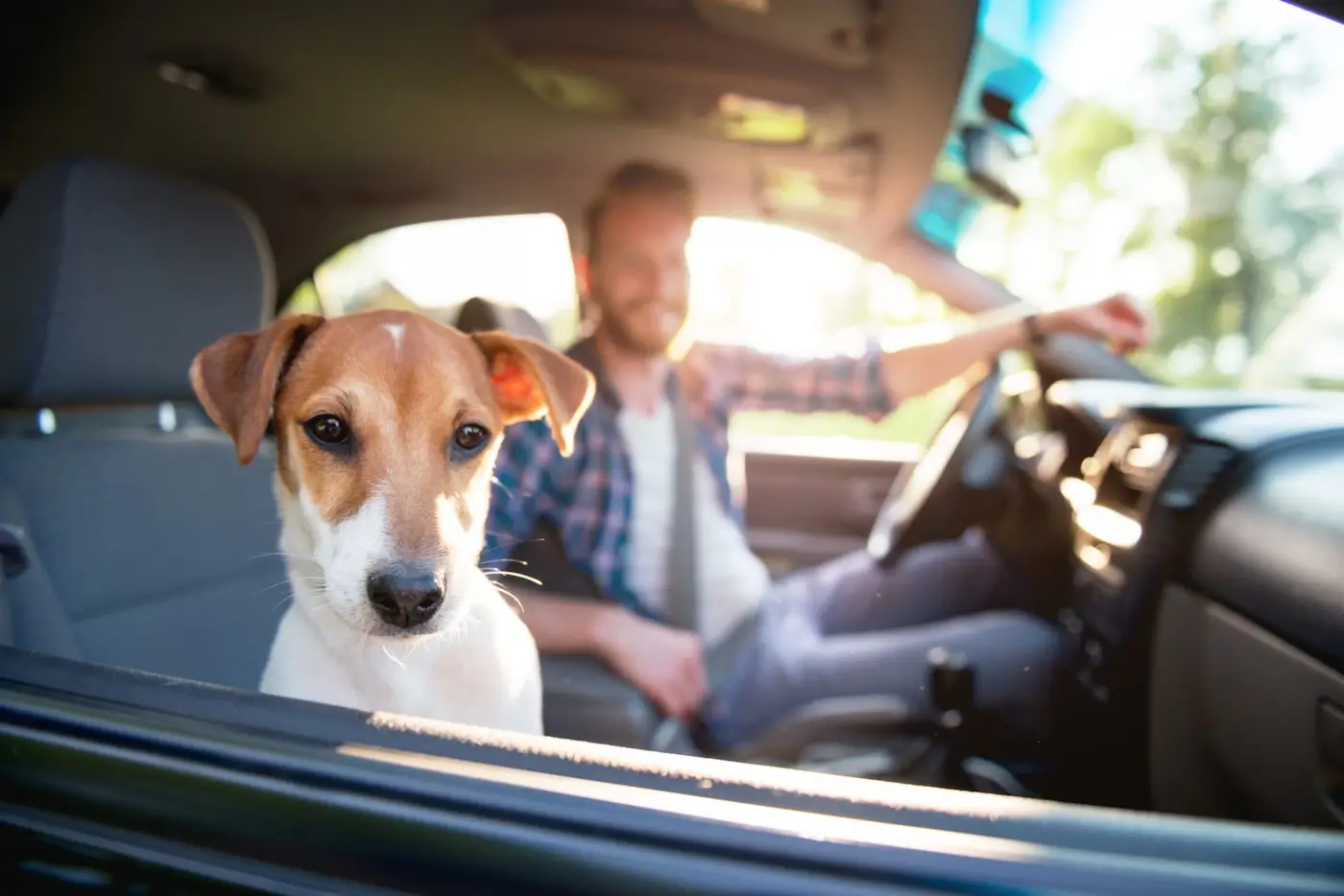 Mon chien a le mal des transports en voiture : quelles solutions ?