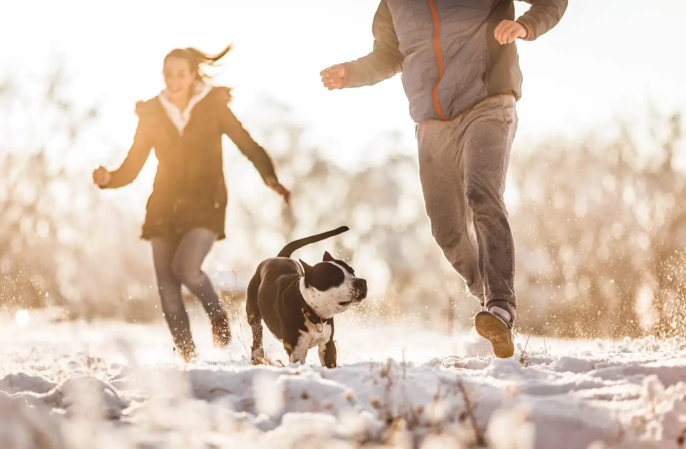 Vacances d'hiver : pensez à la crème solaire pour votre chien à la montage