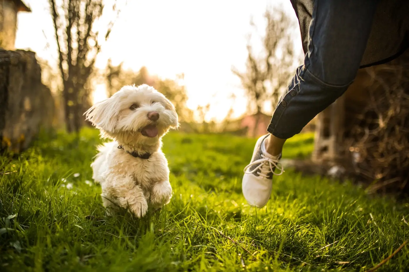 Pesticides, un risque d'intoxication pour votre animal