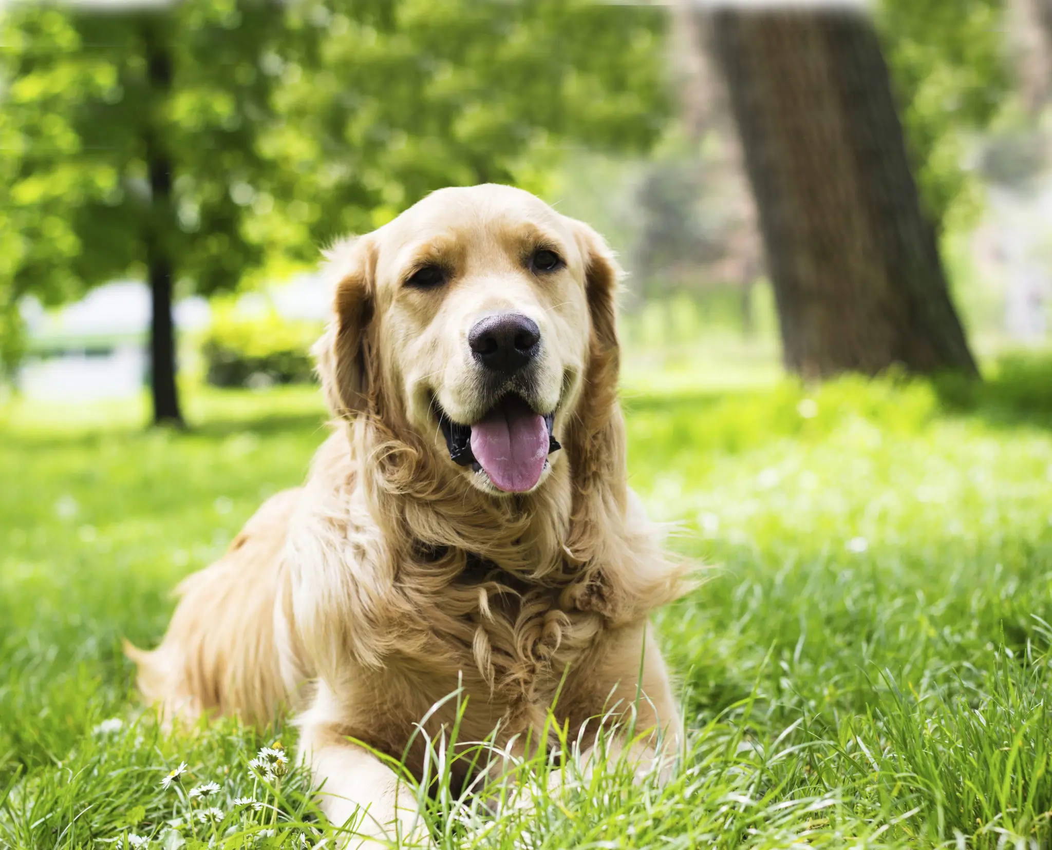 Mue saisonnière : mon animal perd ses poils, que faire ?
