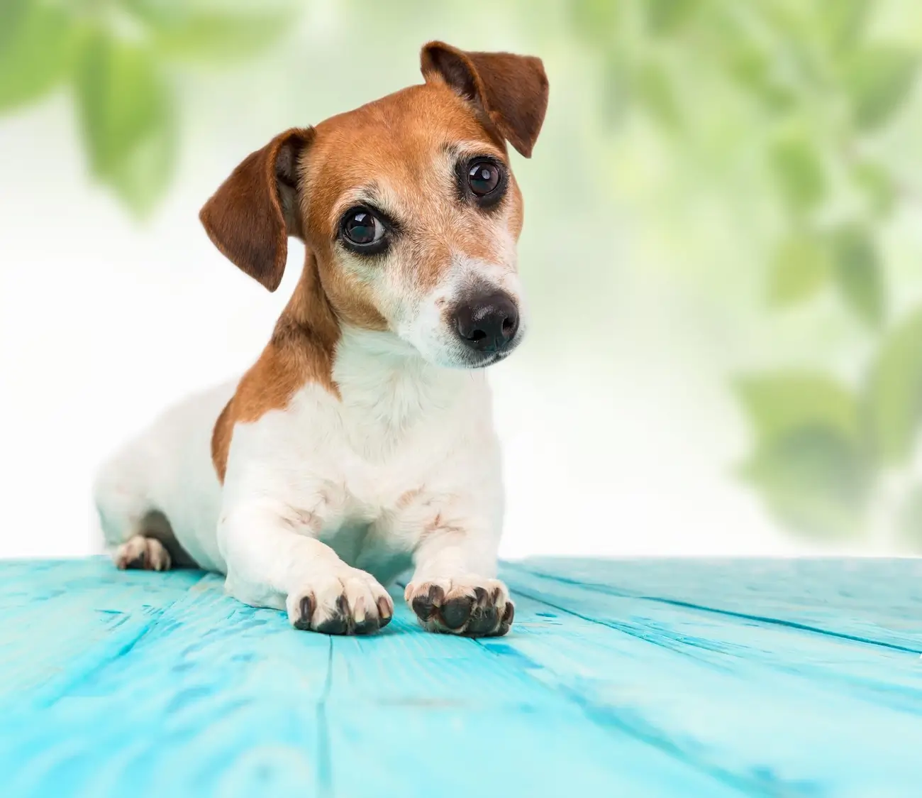 En vacances, restez attentif au bien-être de votre animal