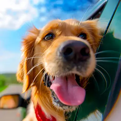 Voyager en voiture avec son chien, adoptez les bons gestes