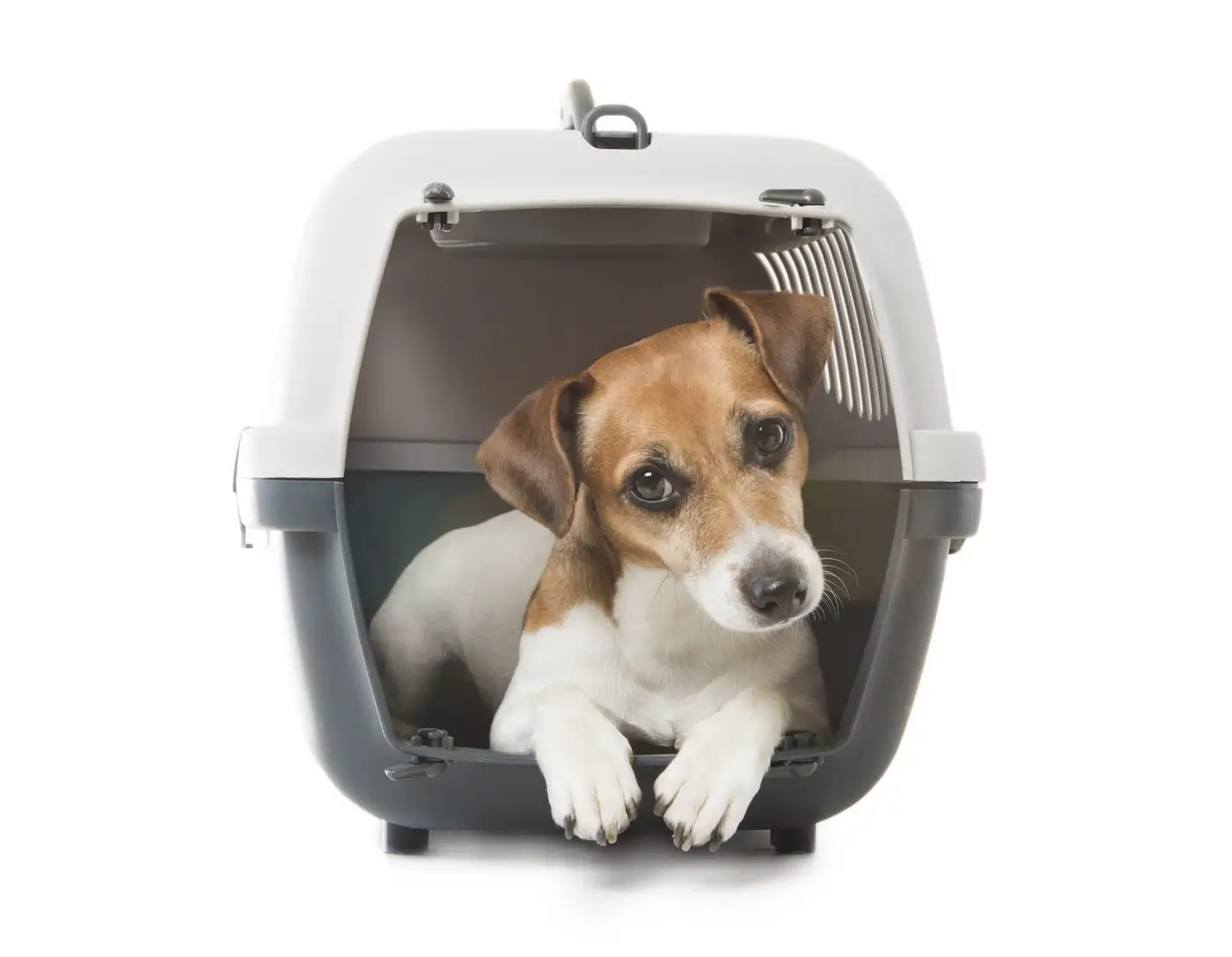 Prendre l’avion avec votre chien ou votre chat pour les vacances