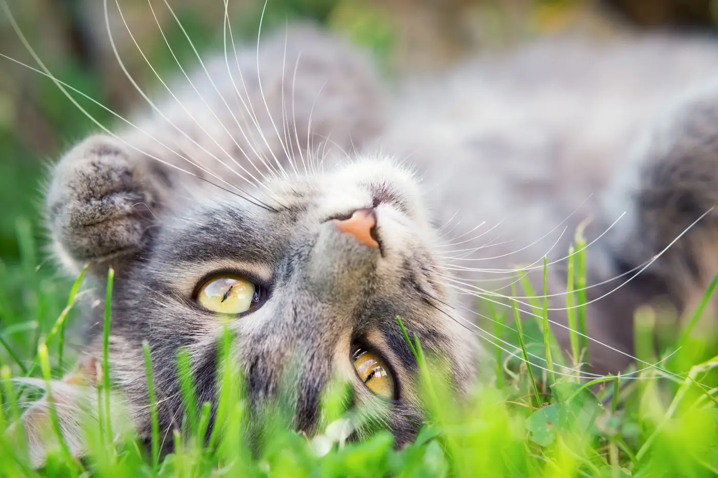 Jouez en plein air avec votre chat