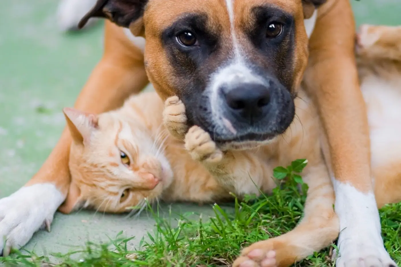 Assurer son animal : un indispensable pour les vacances