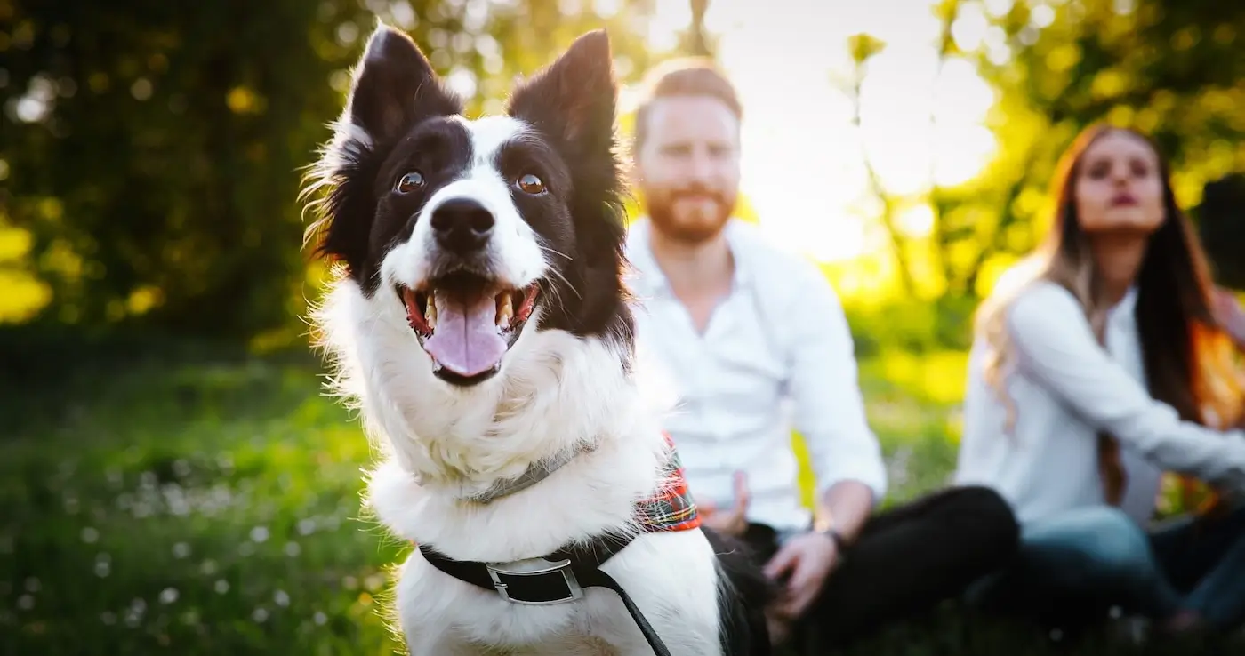 En vacances avec votre chien, faites preuve de civisme