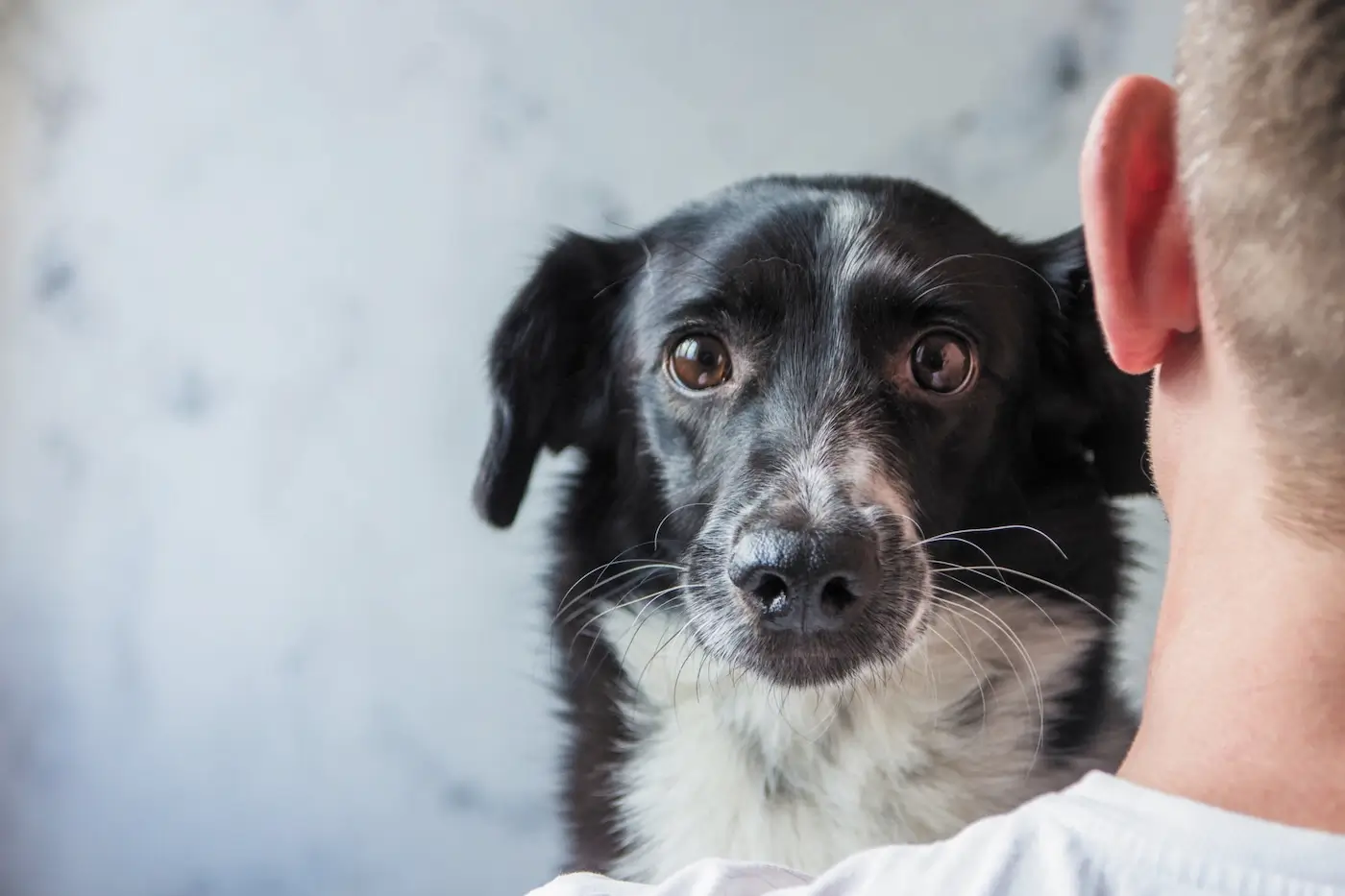Réverbération du soleil sur la neige : attention aux yeux de votre chien