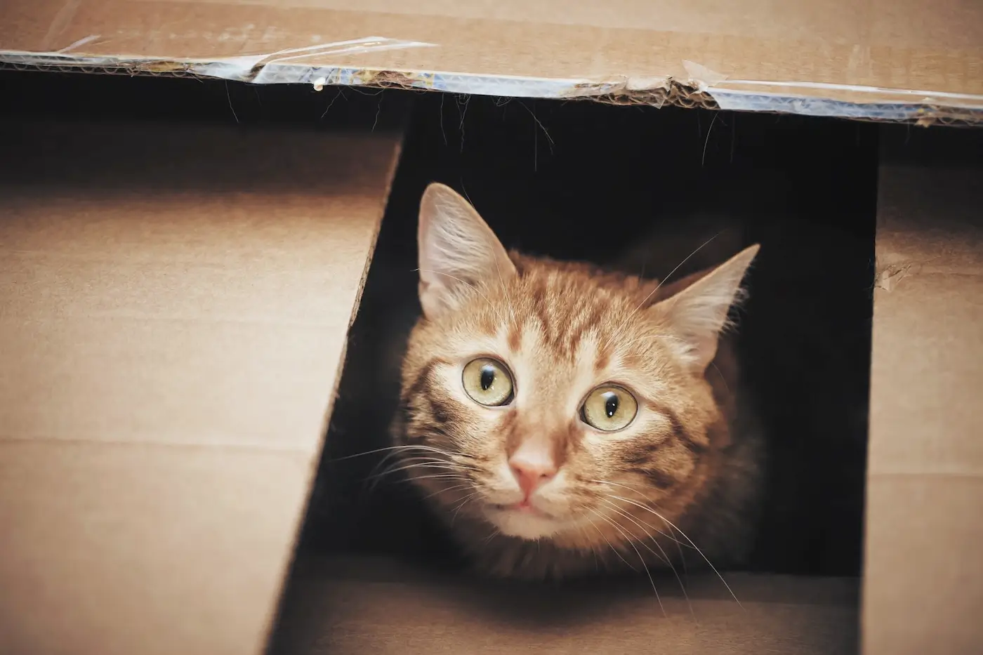 Eviter le mal des transports à votre chat ou votre NAC