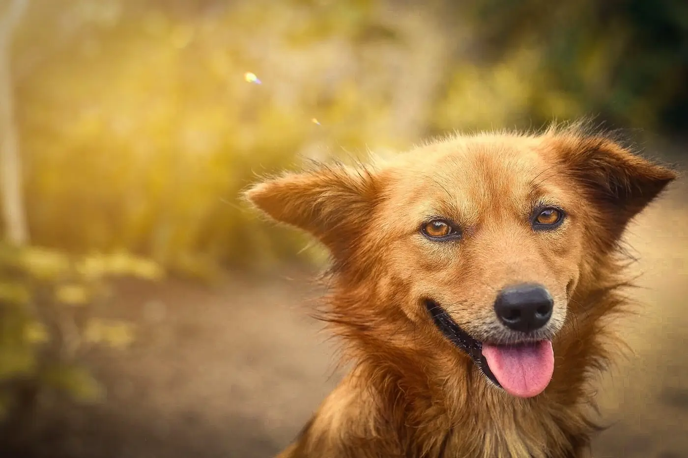 Canicule : comment rafraîchir mon animal ?