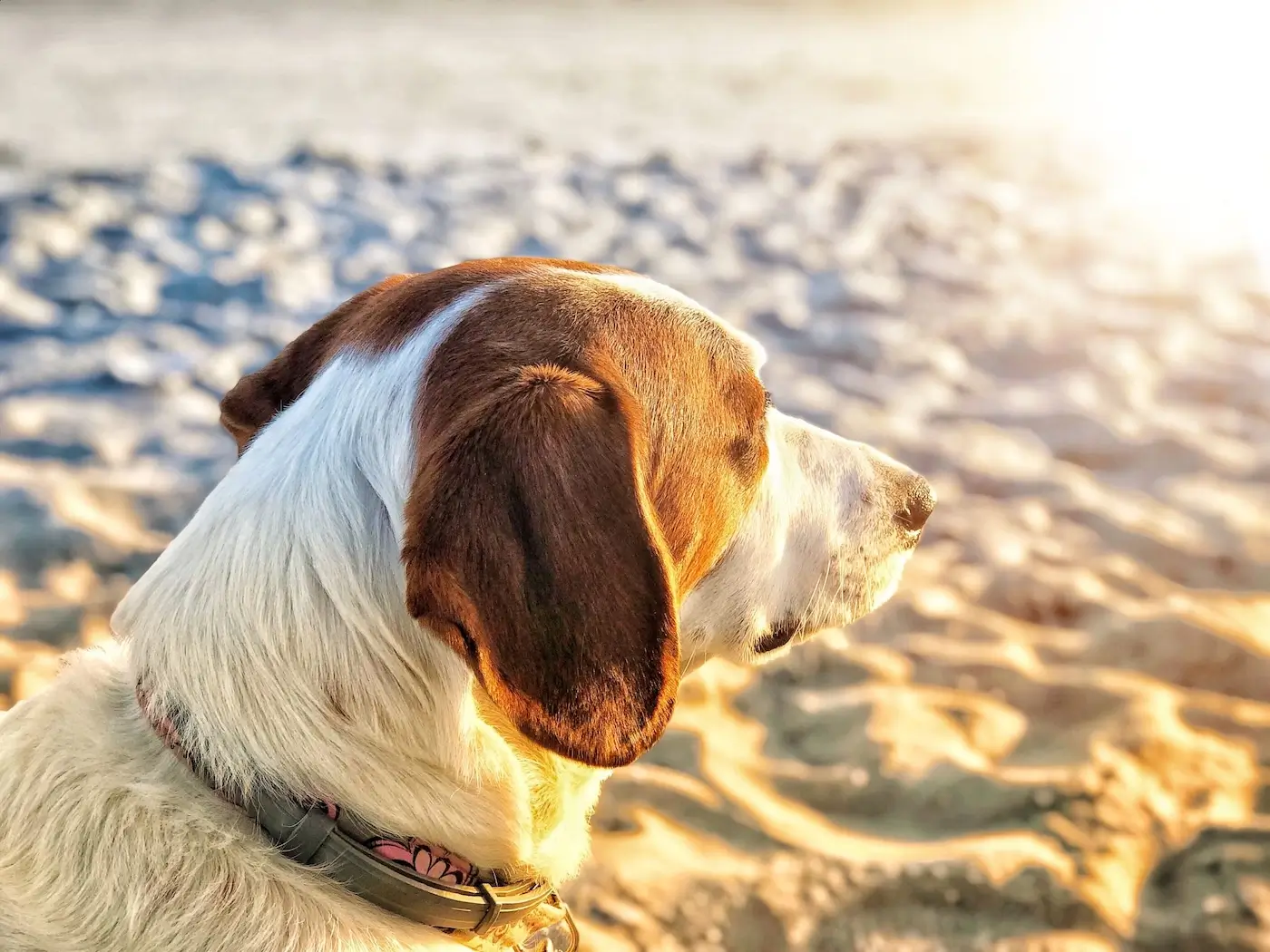 Mon chien peut-il attraper un coup de soleil cet été ?