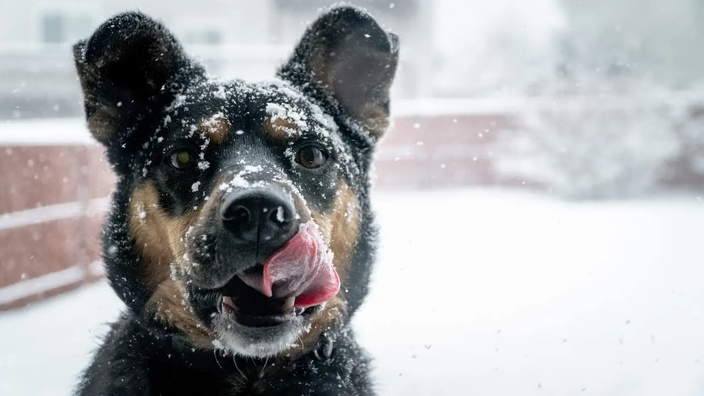 Emmener son chien à la neige : quelles précautions prendre ?