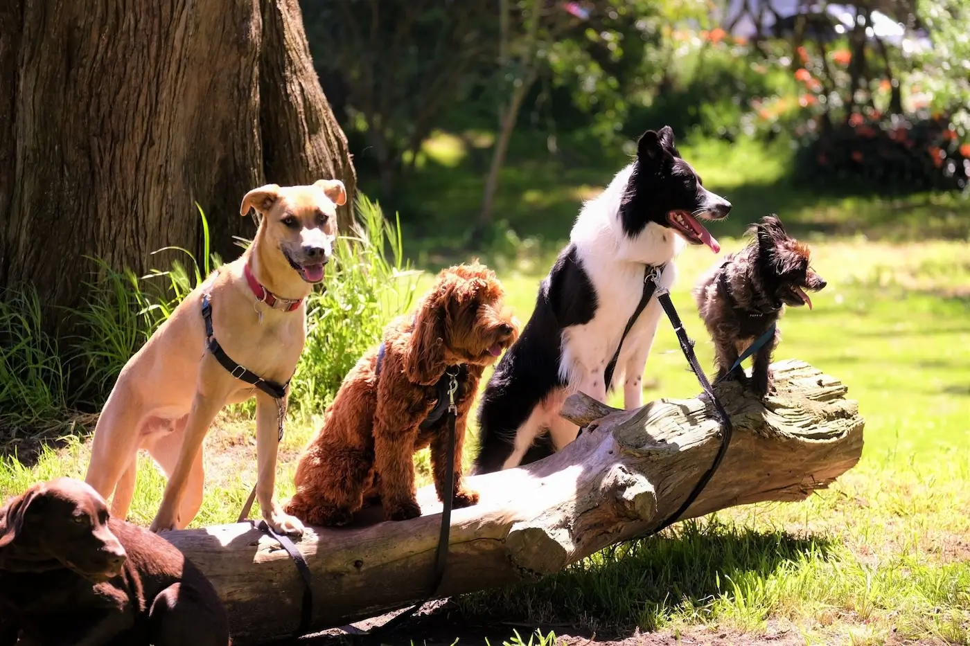 Sociabiliser son chien pour des vacances réussies