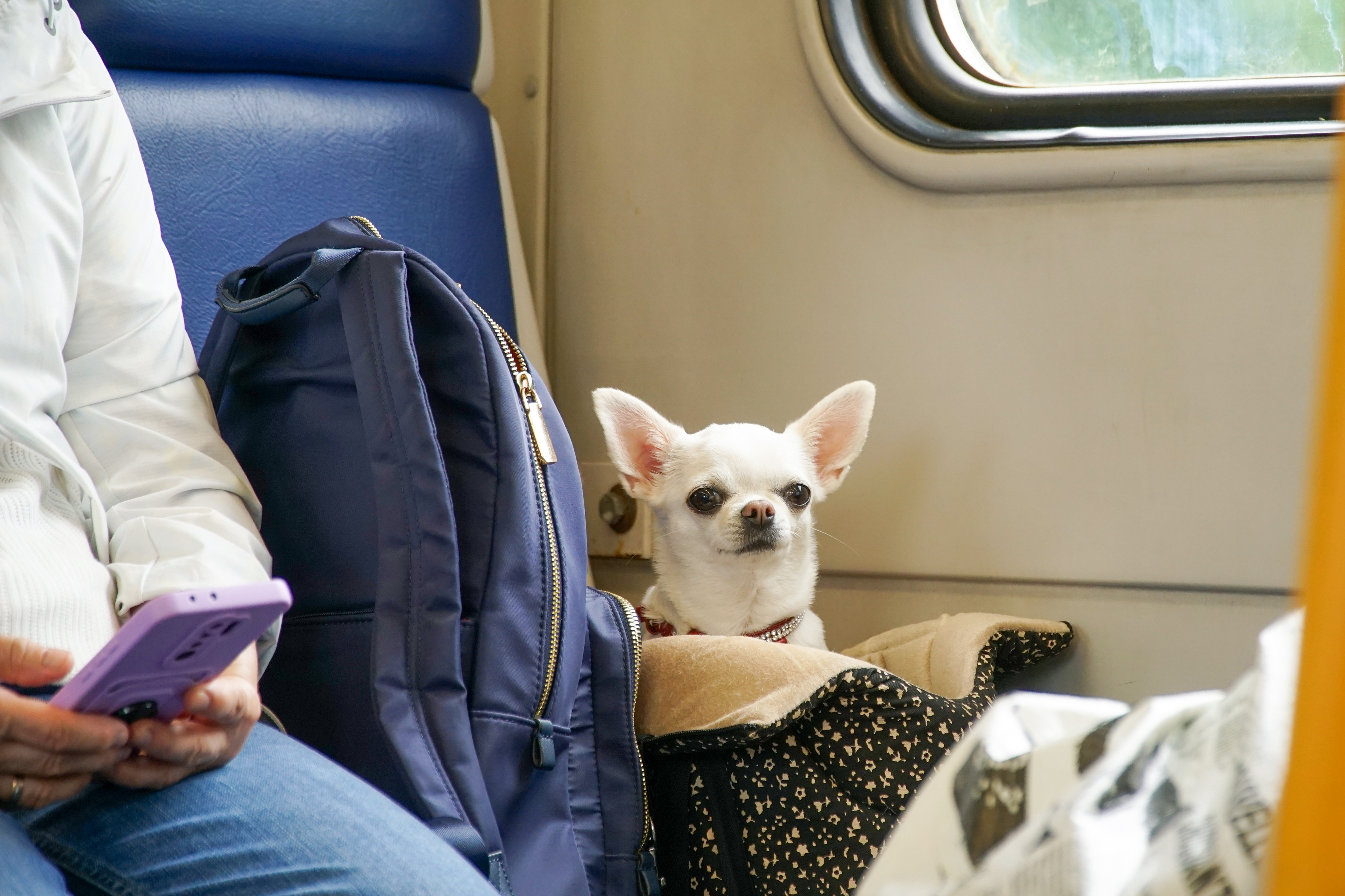 Voyager avec son animal dans les transports en commun