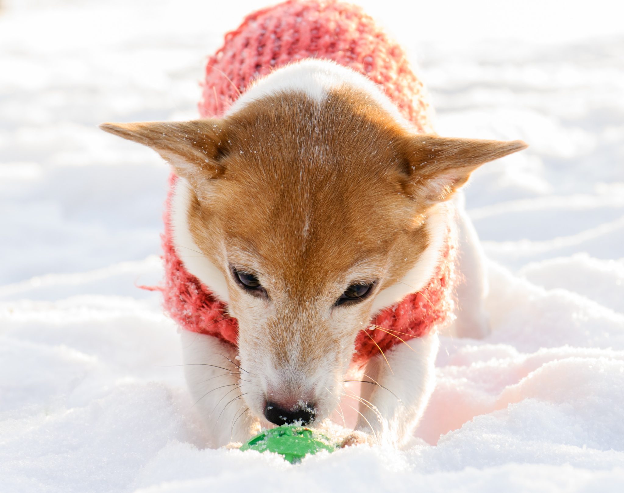 Faut-il habiller mon chien en hiver ?